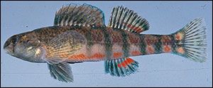 darter-1 darter-1