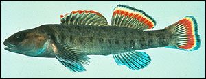darter-2 darter-2