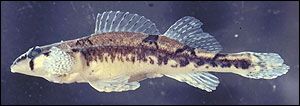 darter-4 darter-4