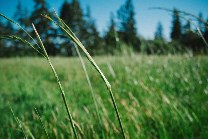 green-grass green-grass