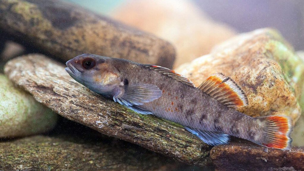 Photo of Etowah Darter fish