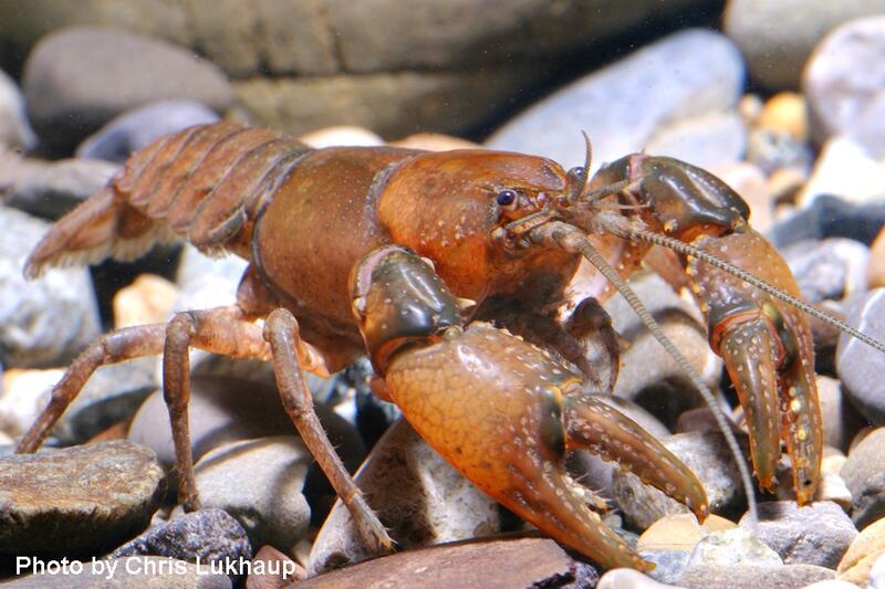 Mountain Crayfish. Photo by Chris Lukhaup. Image may be subject to copyright.