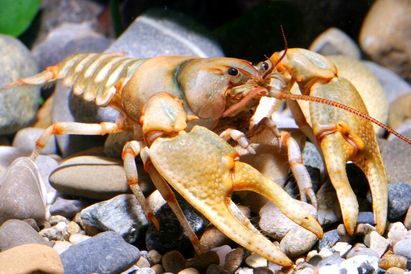 Etowah Crayfish. Photo by Chris Lukhaup. Image may be subject to copyright.