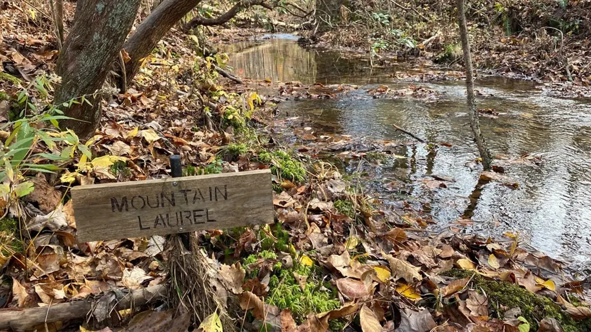 Mountain laurel placard on the Garland Mountain trail
