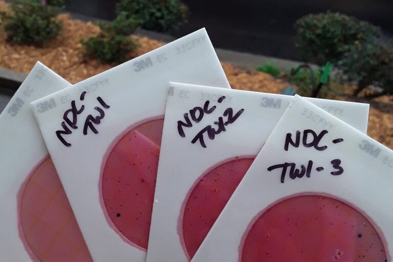 E.coli testing plates from testing on Noonday Creek.