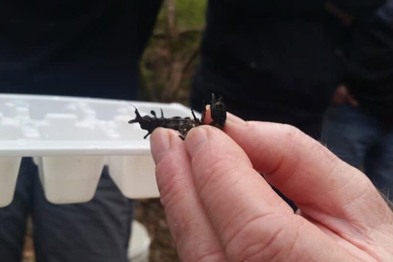 A volunteer holding a Hellgrammite found during a river survey.