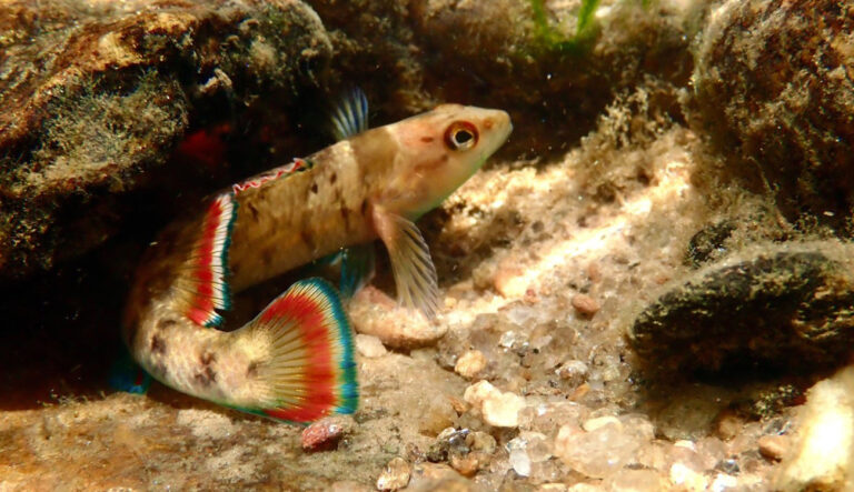 Photo of a the Etowah Darter hiding in between rocks in a stream.