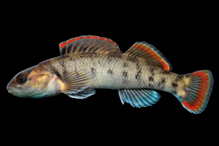 Photo of a male Etowah Darter fish