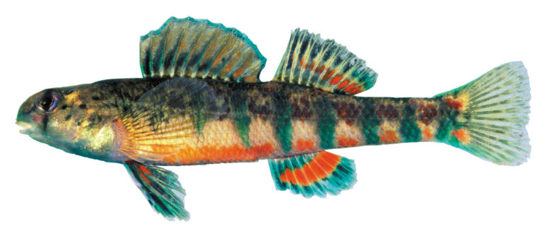Photo Endangered Holiday Darter