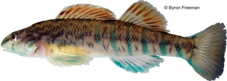 Photo of the Cherokee Darter Etheostoma scotti. Photo by Byron Freeman. Image may be subject to copyright.