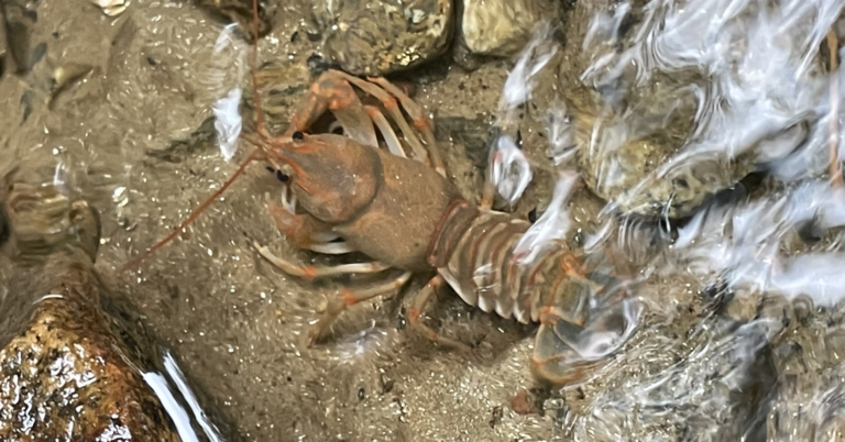 A crayfish on streambed gravel