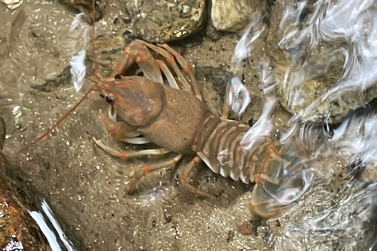 A crayfish on streambed gravel