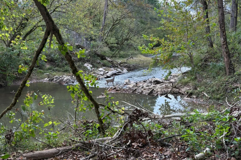 a deer standing in a small rapid at Long Swamp Creek