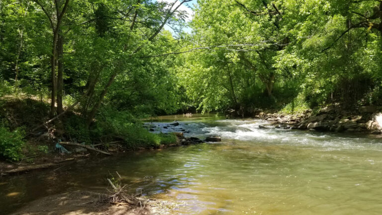▎ A healthy stream buffer: dense trees and shrubs line both banks of a creek, shading the water as it flows over rocky shoals.