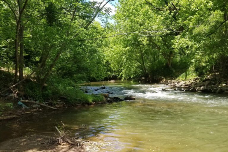 ▎ A healthy stream buffer: dense trees and shrubs line both banks of a creek, shading the water as it flows over rocky shoals.